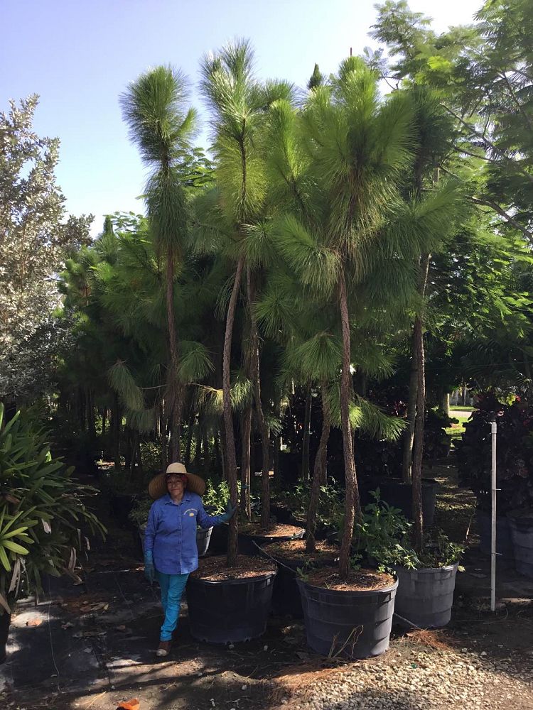 pinus-elliottii-densa-densa-pine-south-florida-slash-pine