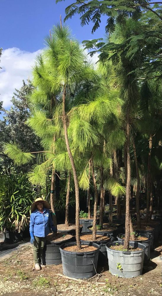 pinus-elliottii-densa-densa-pine-south-florida-slash-pine