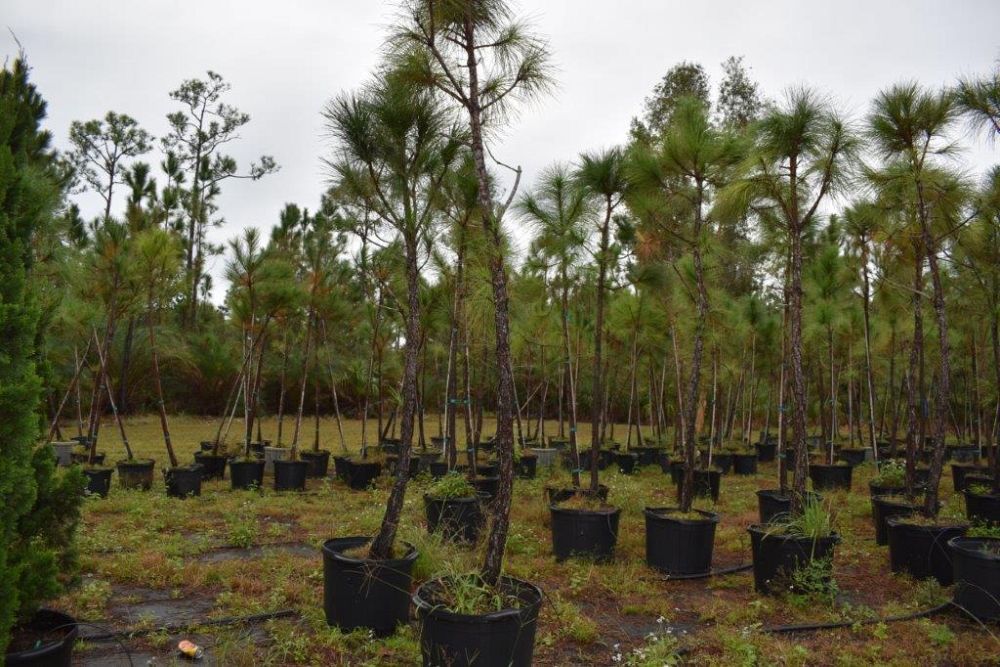 pinus-elliottii-densa-densa-pine-south-florida-slash-pine