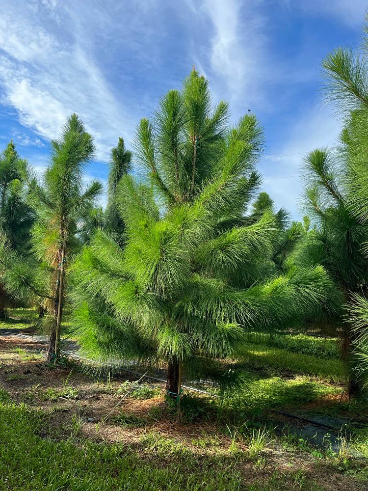pinus-elliottii-densa-densa-pine-south-florida-slash-pine