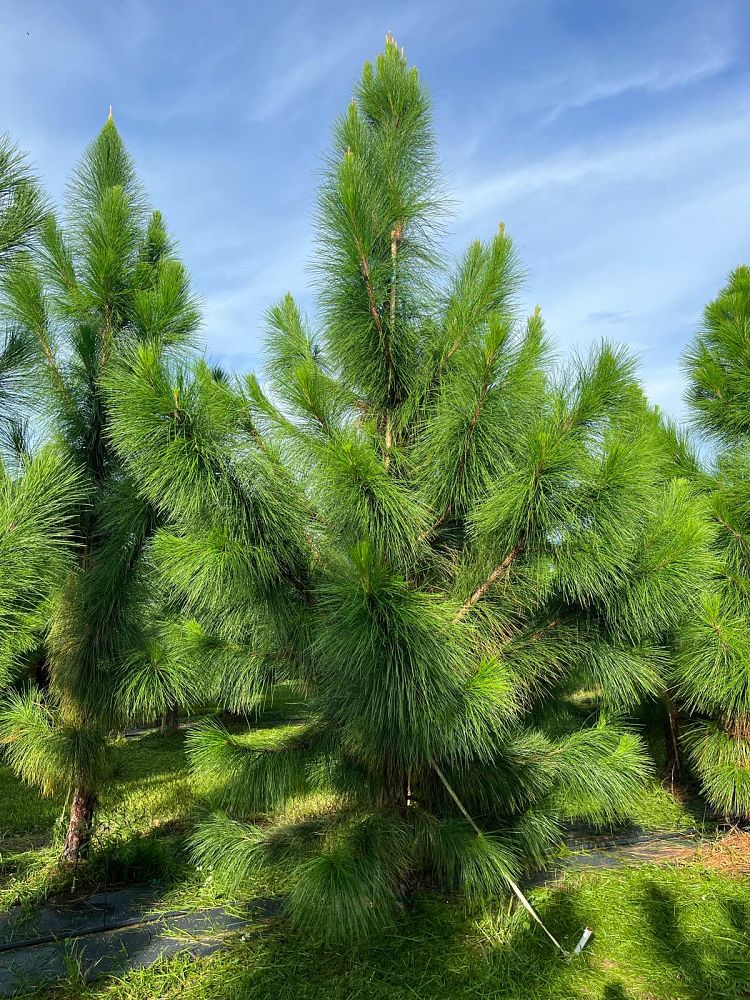 pinus-elliottii-densa-densa-pine-south-florida-slash-pine