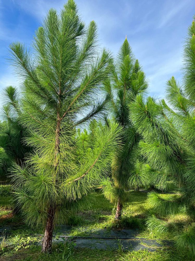 pinus-elliottii-densa-densa-pine-south-florida-slash-pine