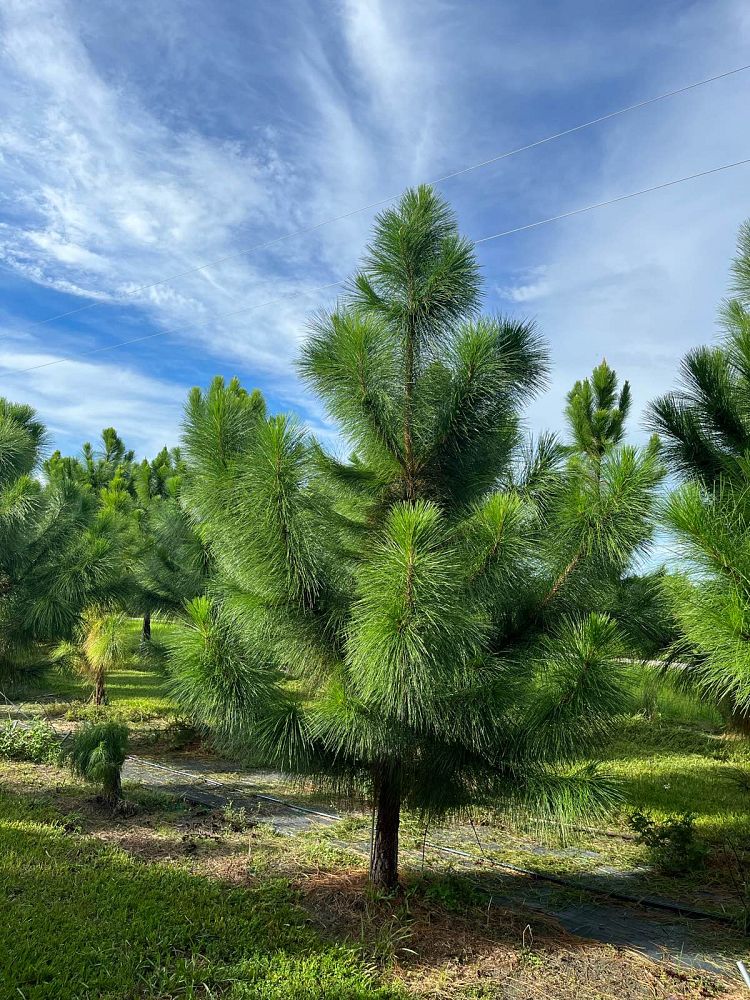 pinus-elliottii-densa-densa-pine-south-florida-slash-pine