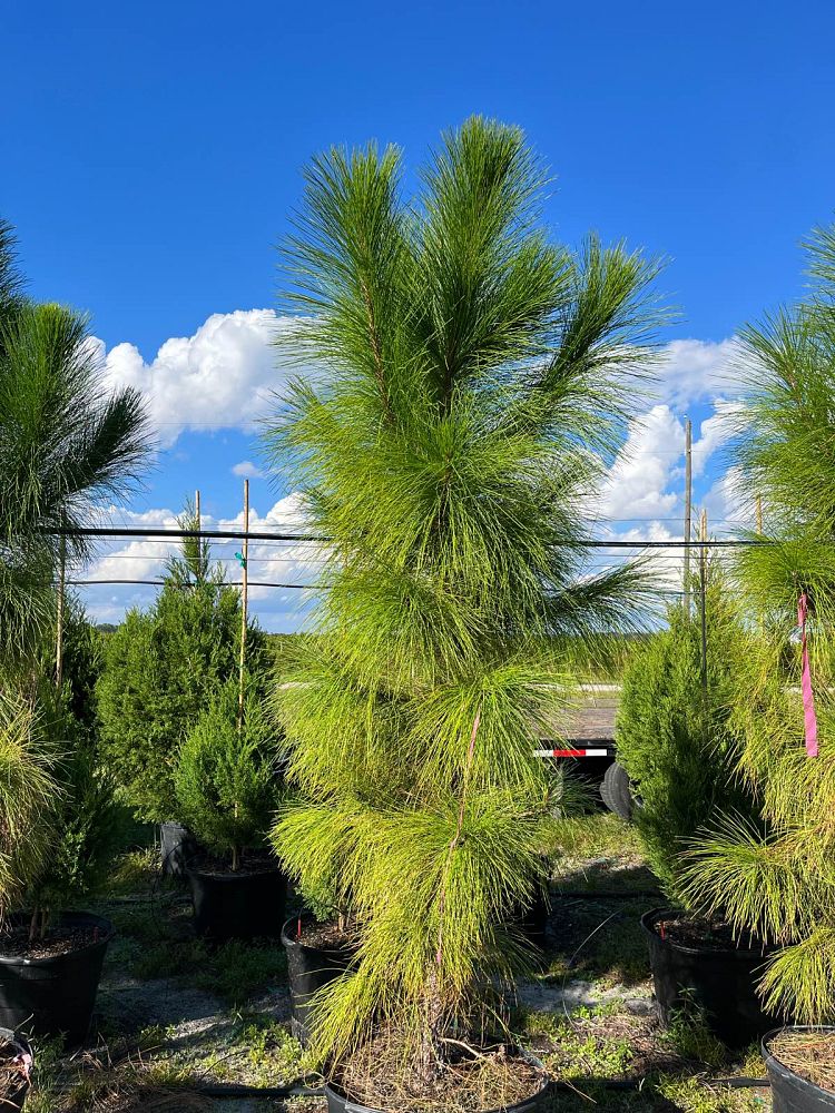 pinus-elliottii-densa-densa-pine-south-florida-slash-pine
