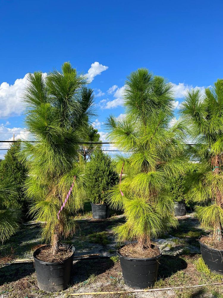 pinus-elliottii-densa-densa-pine-south-florida-slash-pine