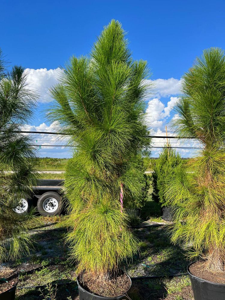pinus-elliottii-densa-densa-pine-south-florida-slash-pine