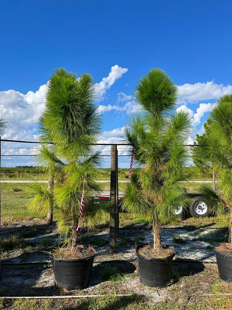 pinus-elliottii-densa-densa-pine-south-florida-slash-pine