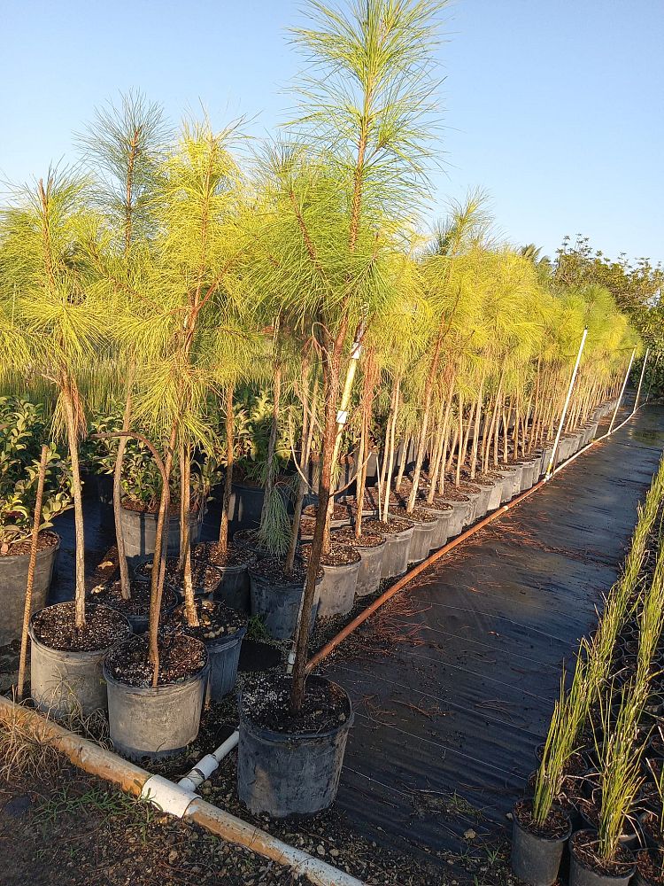 pinus-elliottii-densa-densa-pine-south-florida-slash-pine