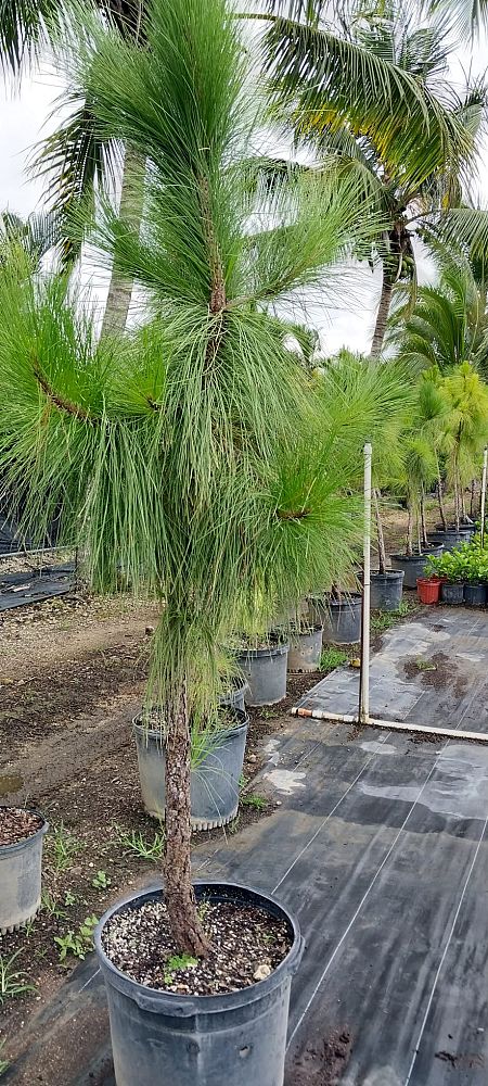 pinus-elliottii-densa-densa-pine-south-florida-slash-pine