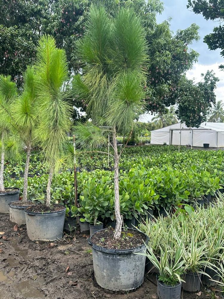 pinus-elliottii-densa-densa-pine-south-florida-slash-pine