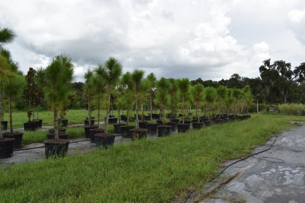 pinus-elliottii-densa-densa-pine-south-florida-slash-pine