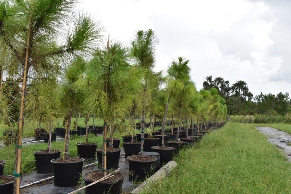 pinus-elliottii-densa-densa-pine-south-florida-slash-pine