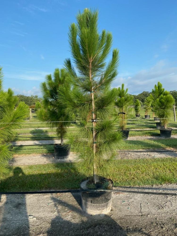 pinus-elliottii-densa-densa-pine-south-florida-slash-pine
