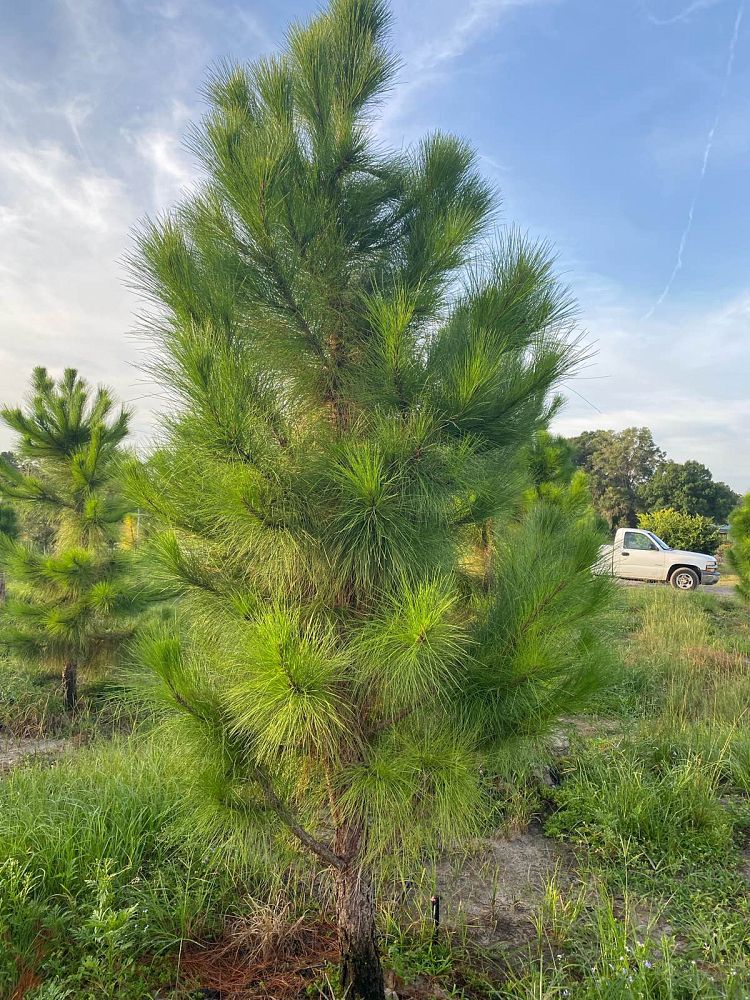 pinus-elliottii-densa-densa-pine-south-florida-slash-pine
