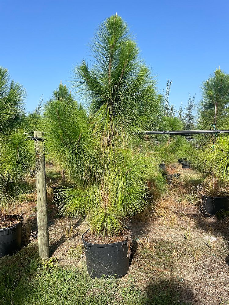 pinus-elliottii-densa-densa-pine-south-florida-slash-pine