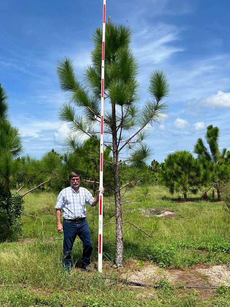 pinus-elliottii-densa-densa-pine-south-florida-slash-pine