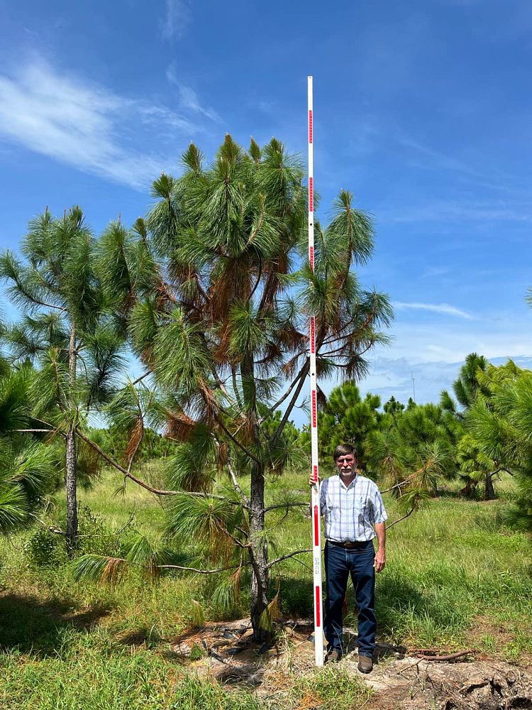 pinus-elliottii-densa-densa-pine-south-florida-slash-pine