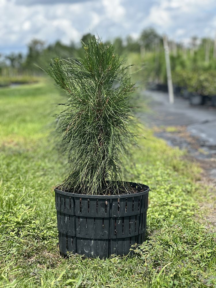 pinus-elliottii-densa-densa-pine-south-florida-slash-pine