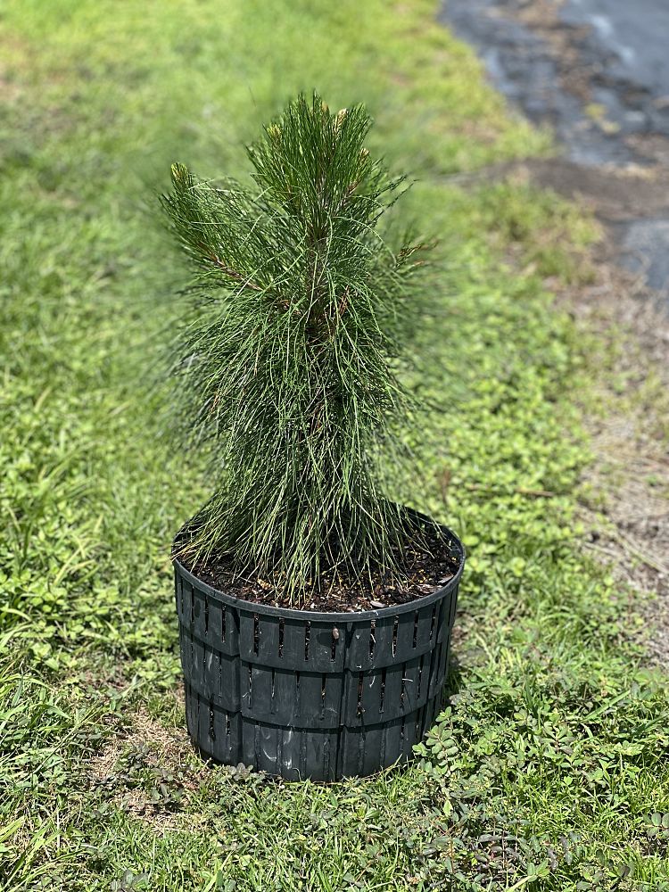 pinus-elliottii-densa-densa-pine-south-florida-slash-pine