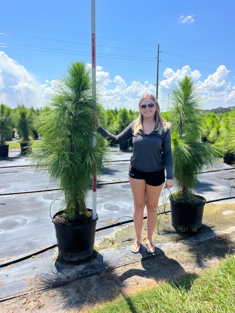 pinus-elliottii-densa-densa-pine-south-florida-slash-pine