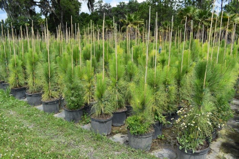 pinus-elliottii-densa-densa-pine-south-florida-slash-pine