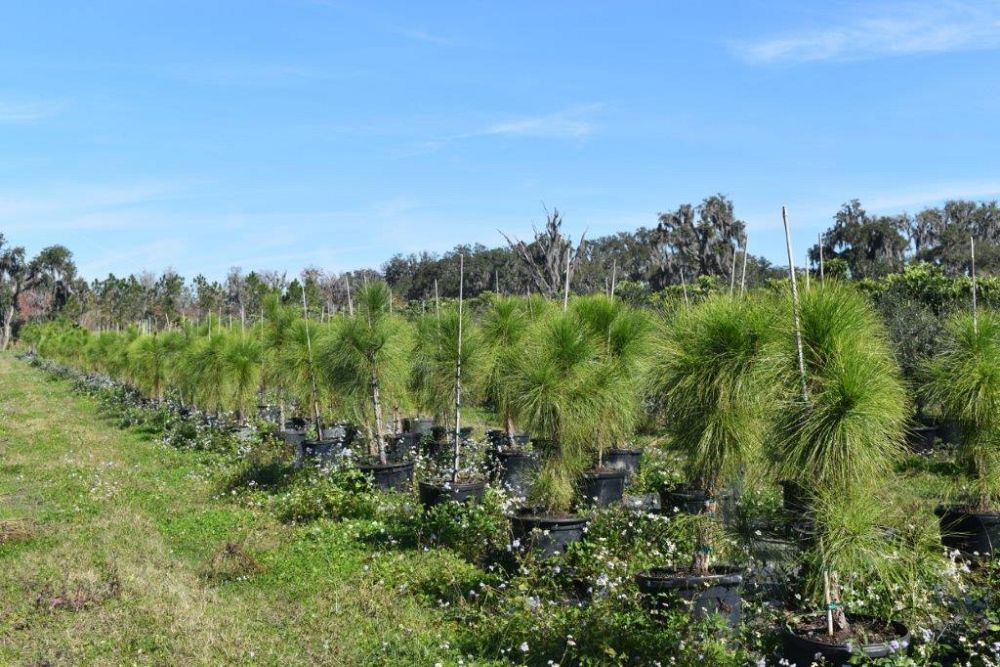 pinus-elliottii-densa-densa-pine-south-florida-slash-pine