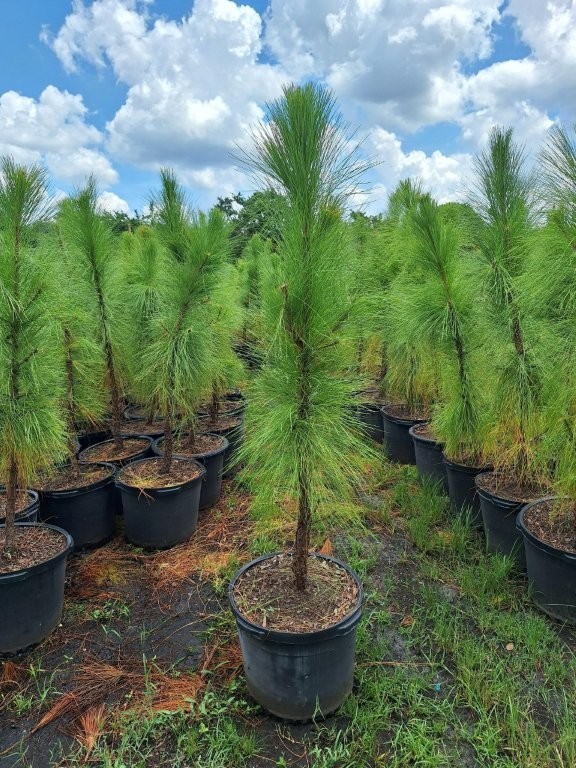 pinus-elliottii-densa-densa-pine-south-florida-slash-pine