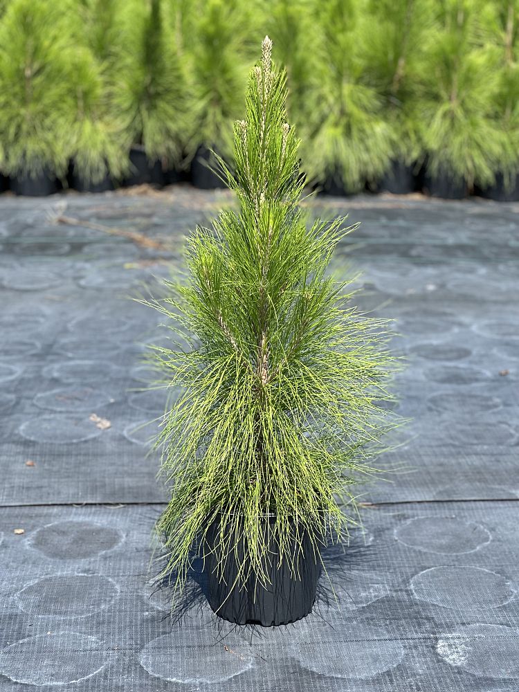 pinus-elliottii-densa-densa-pine-south-florida-slash-pine
