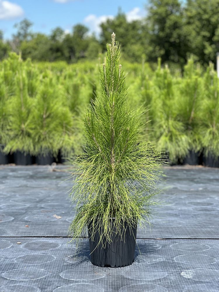 pinus-elliottii-densa-densa-pine-south-florida-slash-pine