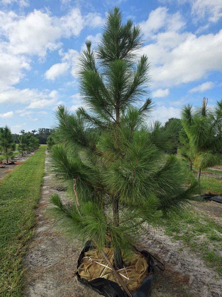 pinus-elliottii-densa-densa-pine-south-florida-slash-pine