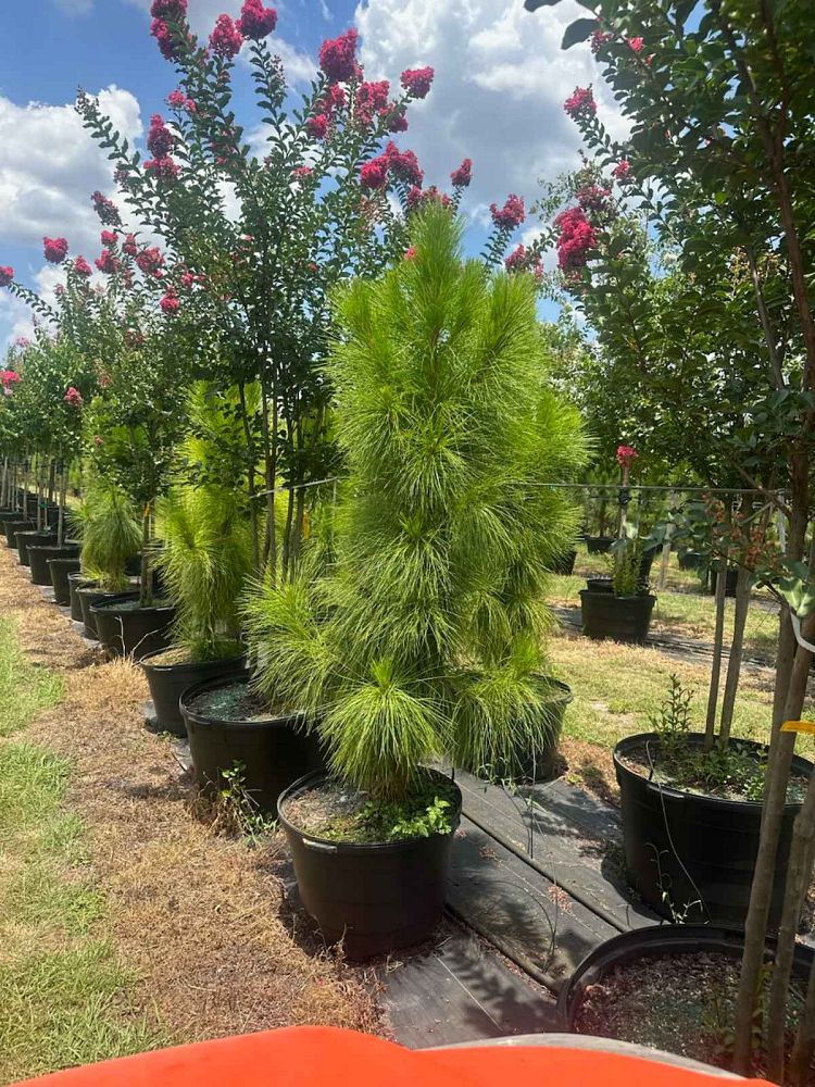 pinus-elliottii-densa-densa-pine-south-florida-slash-pine