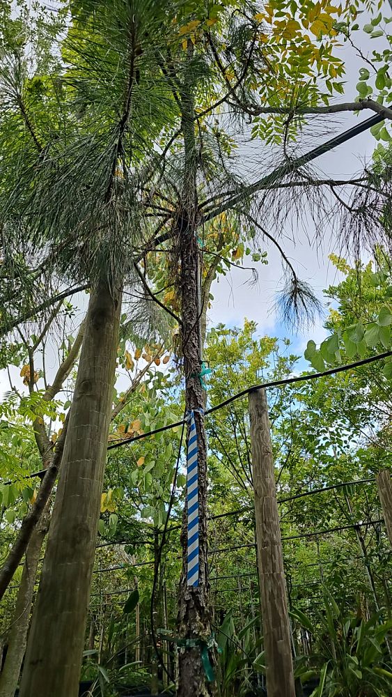 pinus-elliottii-densa-densa-pine-south-florida-slash-pine