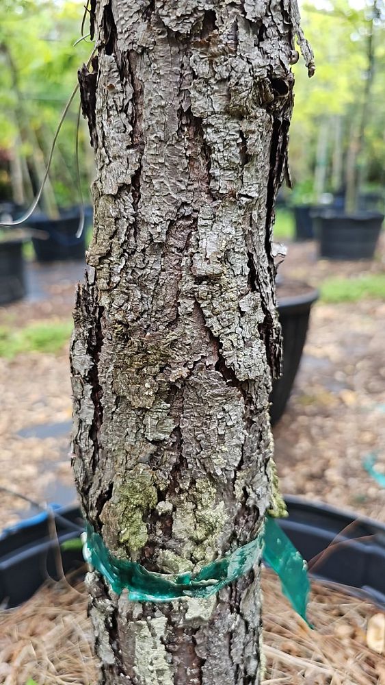 pinus-elliottii-densa-densa-pine-south-florida-slash-pine