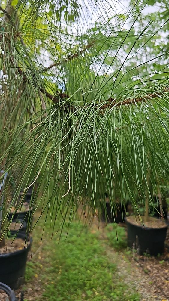 pinus-elliottii-densa-densa-pine-south-florida-slash-pine