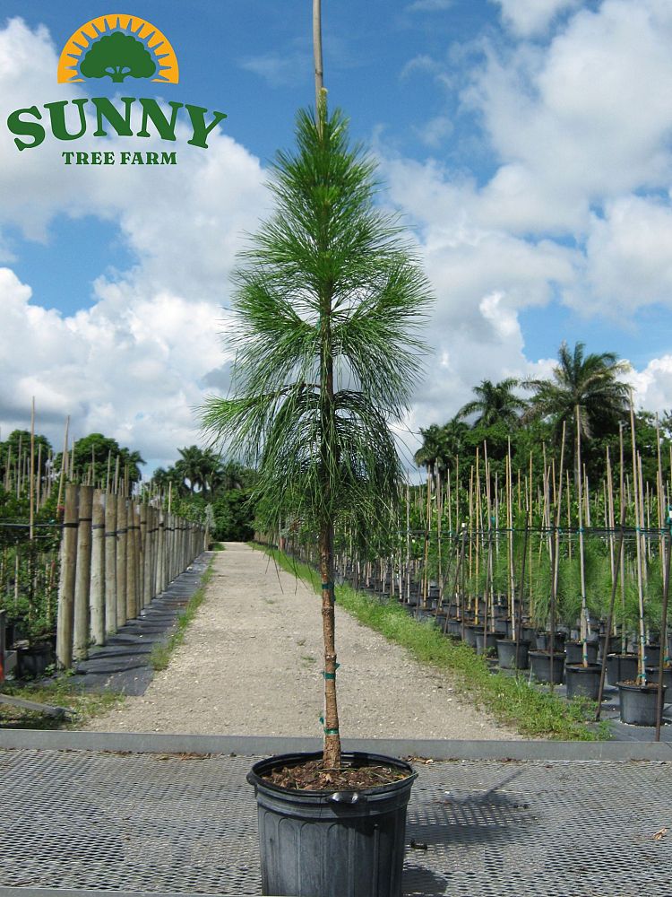 pinus-elliottii-densa-densa-pine-south-florida-slash-pine