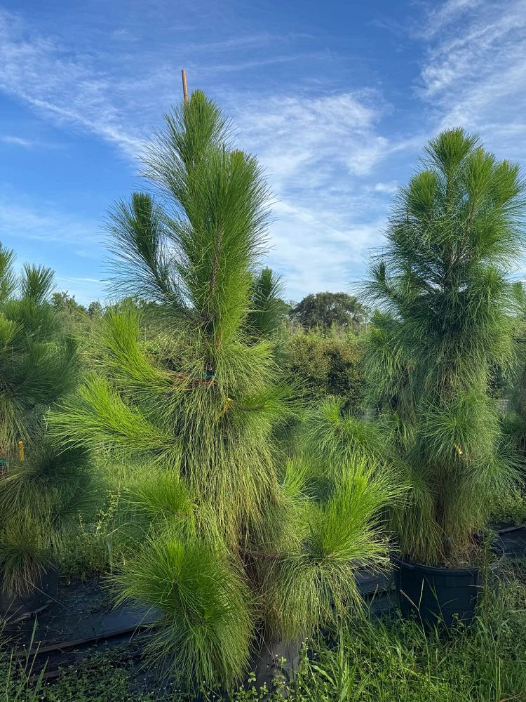 pinus-elliottii-densa-densa-pine-south-florida-slash-pine