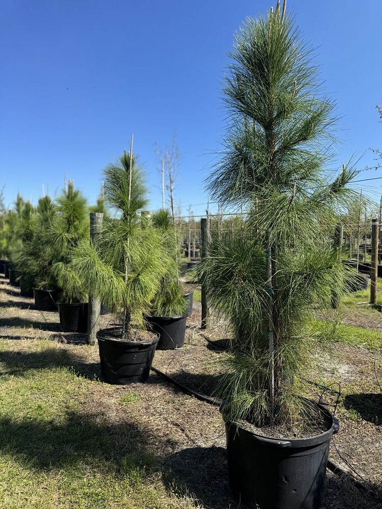 pinus-elliottii-densa-densa-pine-south-florida-slash-pine