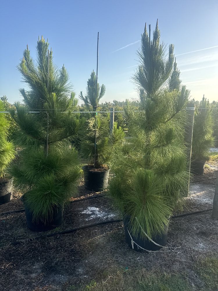 pinus-elliottii-densa-densa-pine-south-florida-slash-pine