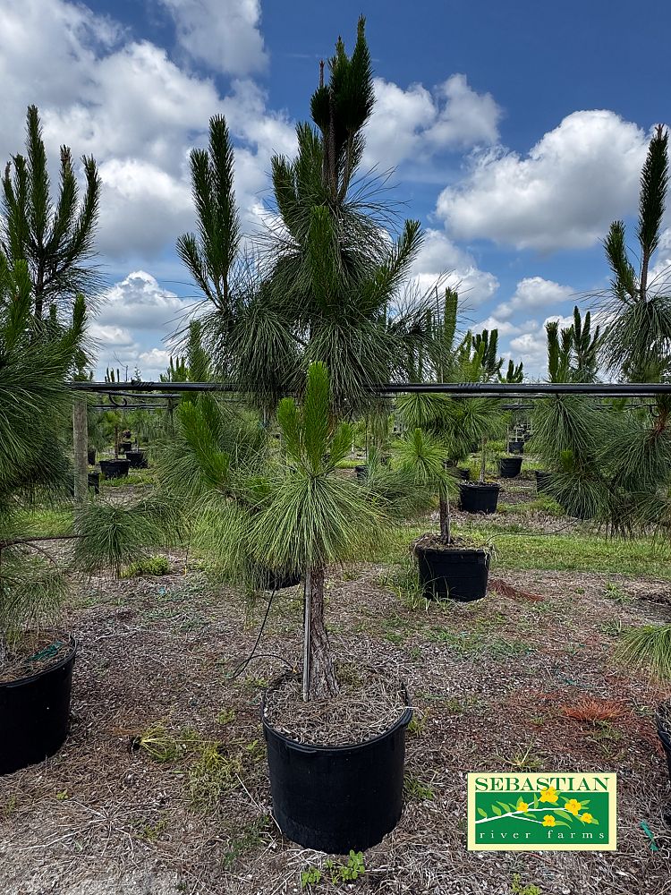 pinus-elliottii-densa-densa-pine-south-florida-slash-pine