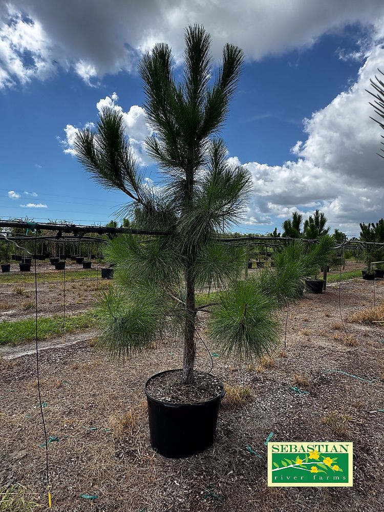 pinus-elliottii-densa-densa-pine-south-florida-slash-pine