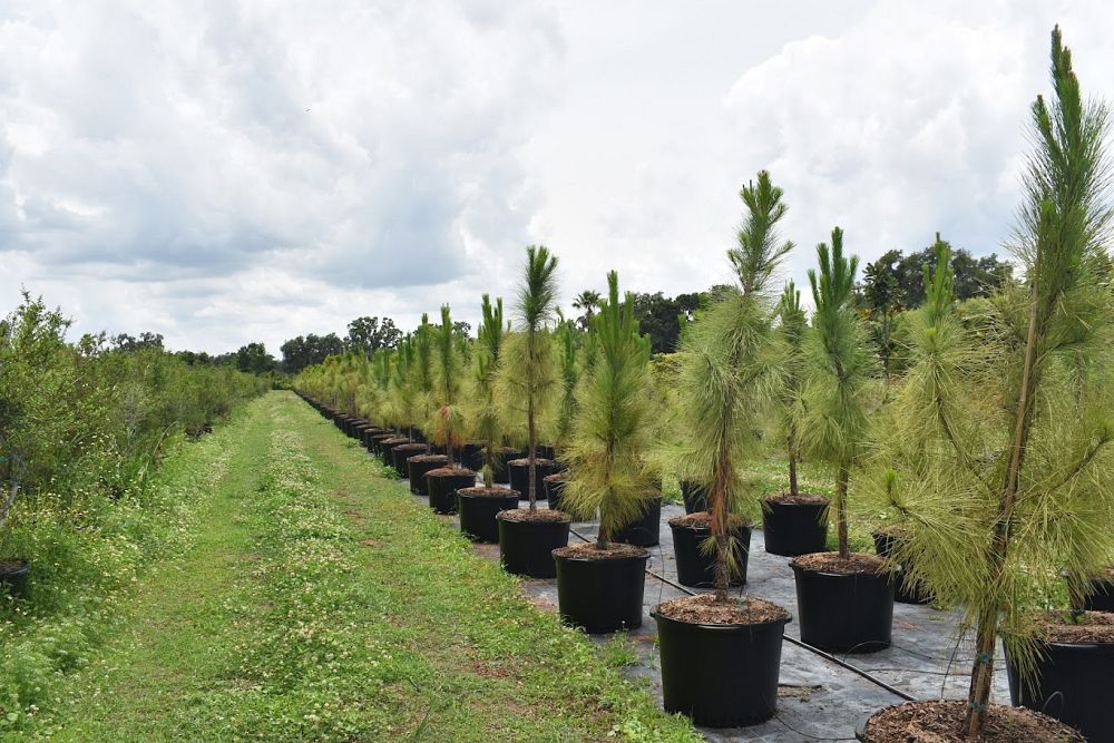 pinus-elliottii-densa-densa-pine-south-florida-slash-pine