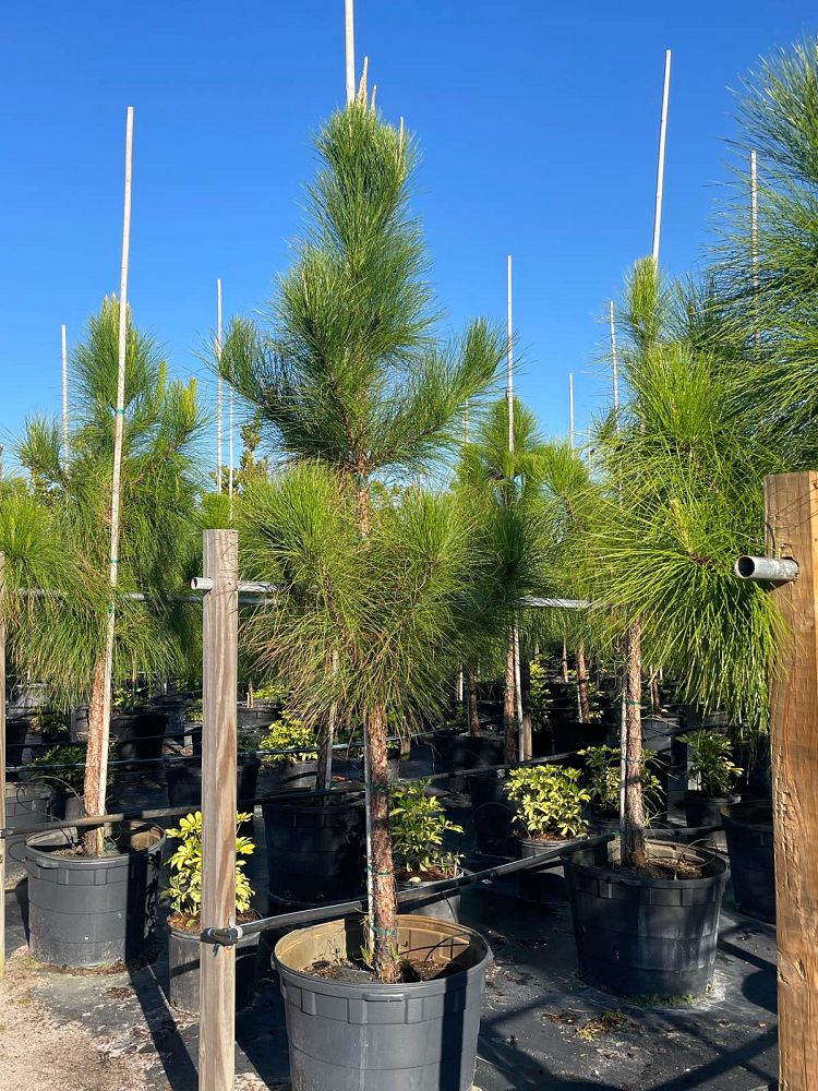pinus-elliottii-densa-densa-pine-south-florida-slash-pine