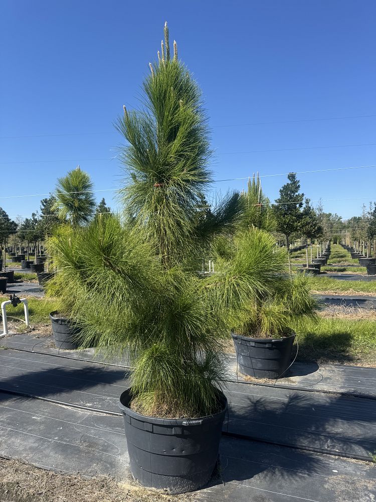 pinus-elliottii-densa-densa-pine-south-florida-slash-pine