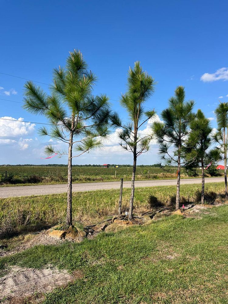 pinus-elliottii-densa-densa-pine-south-florida-slash-pine