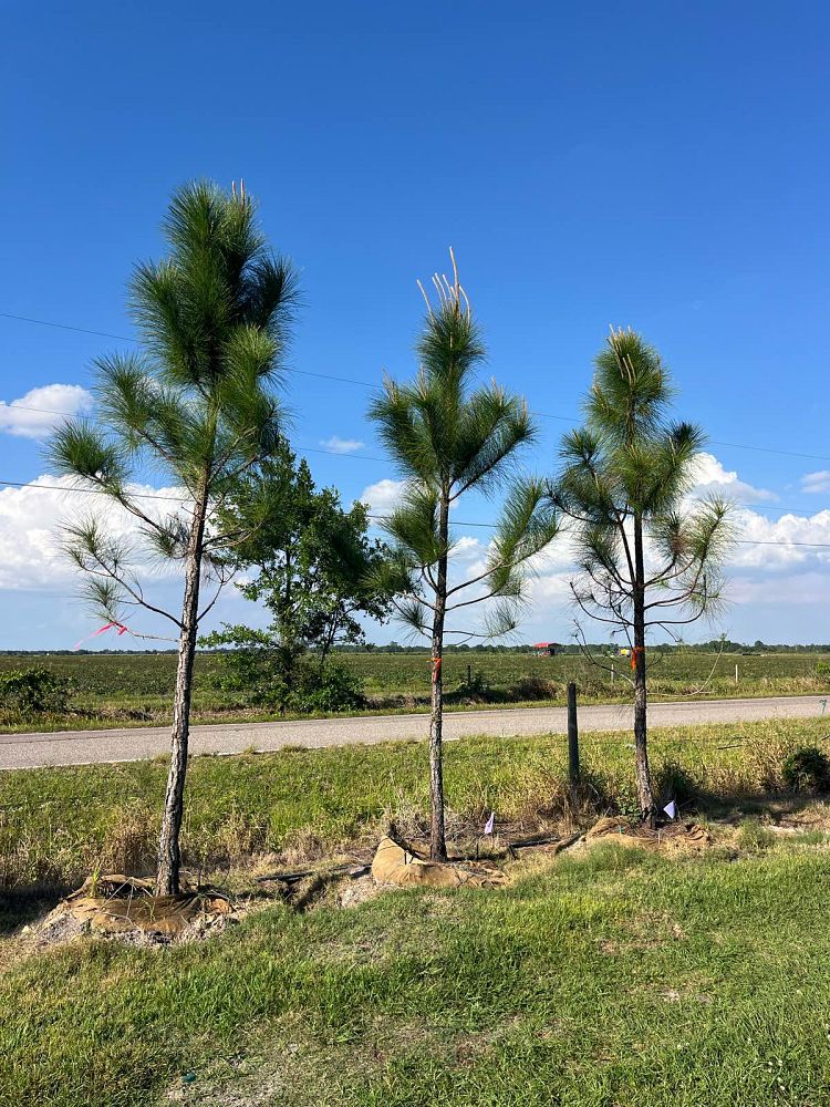 pinus-elliottii-densa-densa-pine-south-florida-slash-pine