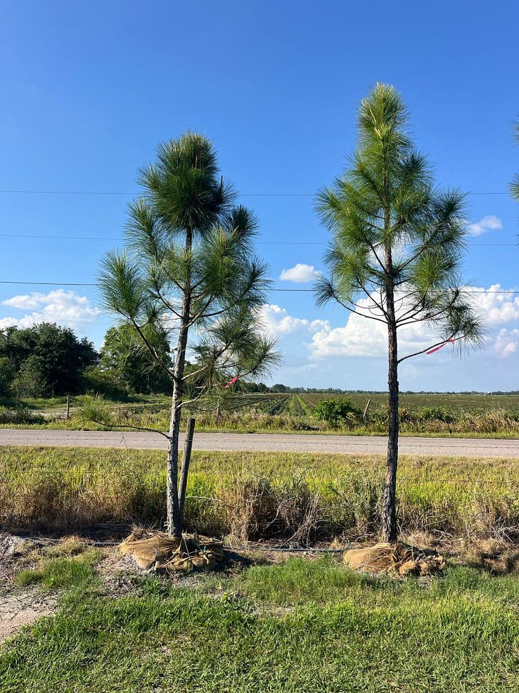 pinus-elliottii-densa-densa-pine-south-florida-slash-pine