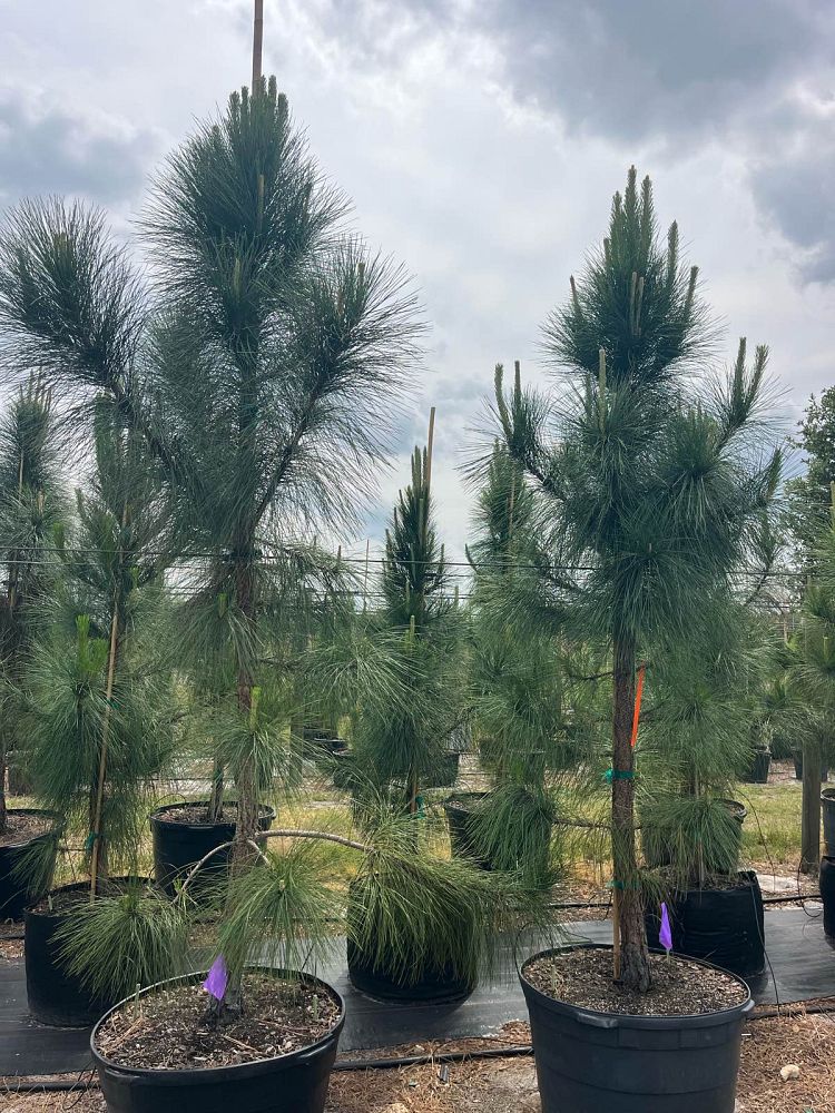pinus-elliottii-densa-densa-pine-south-florida-slash-pine
