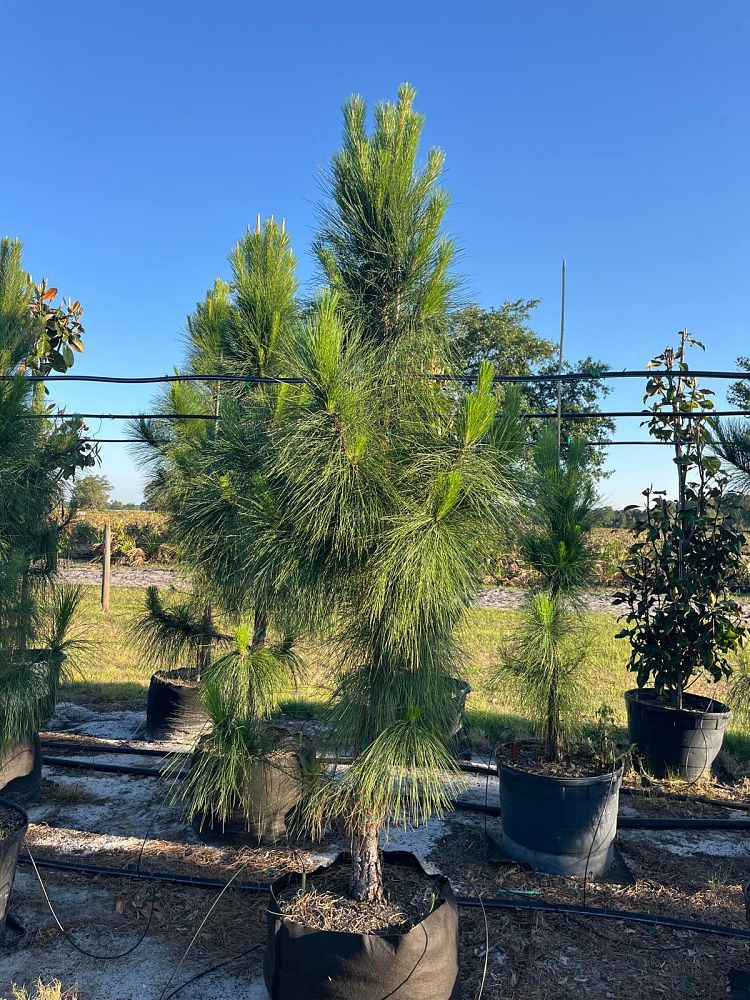 pinus-elliottii-densa-densa-pine-south-florida-slash-pine