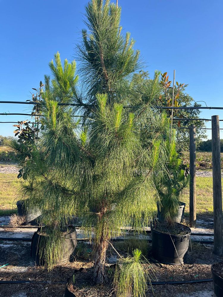pinus-elliottii-densa-densa-pine-south-florida-slash-pine