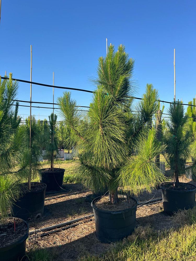 pinus-elliottii-densa-densa-pine-south-florida-slash-pine